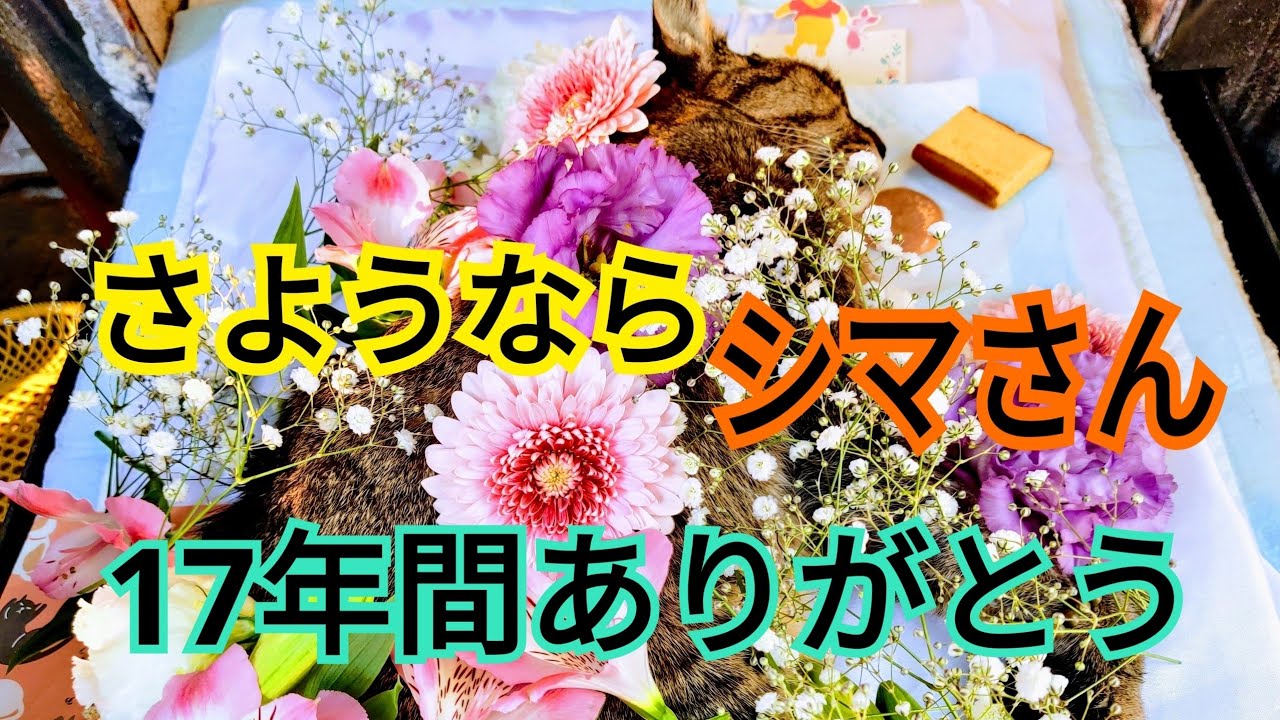 優しい自宅のお葬式。キジトラ猫😸のシマさん♀虹の階段を登る。