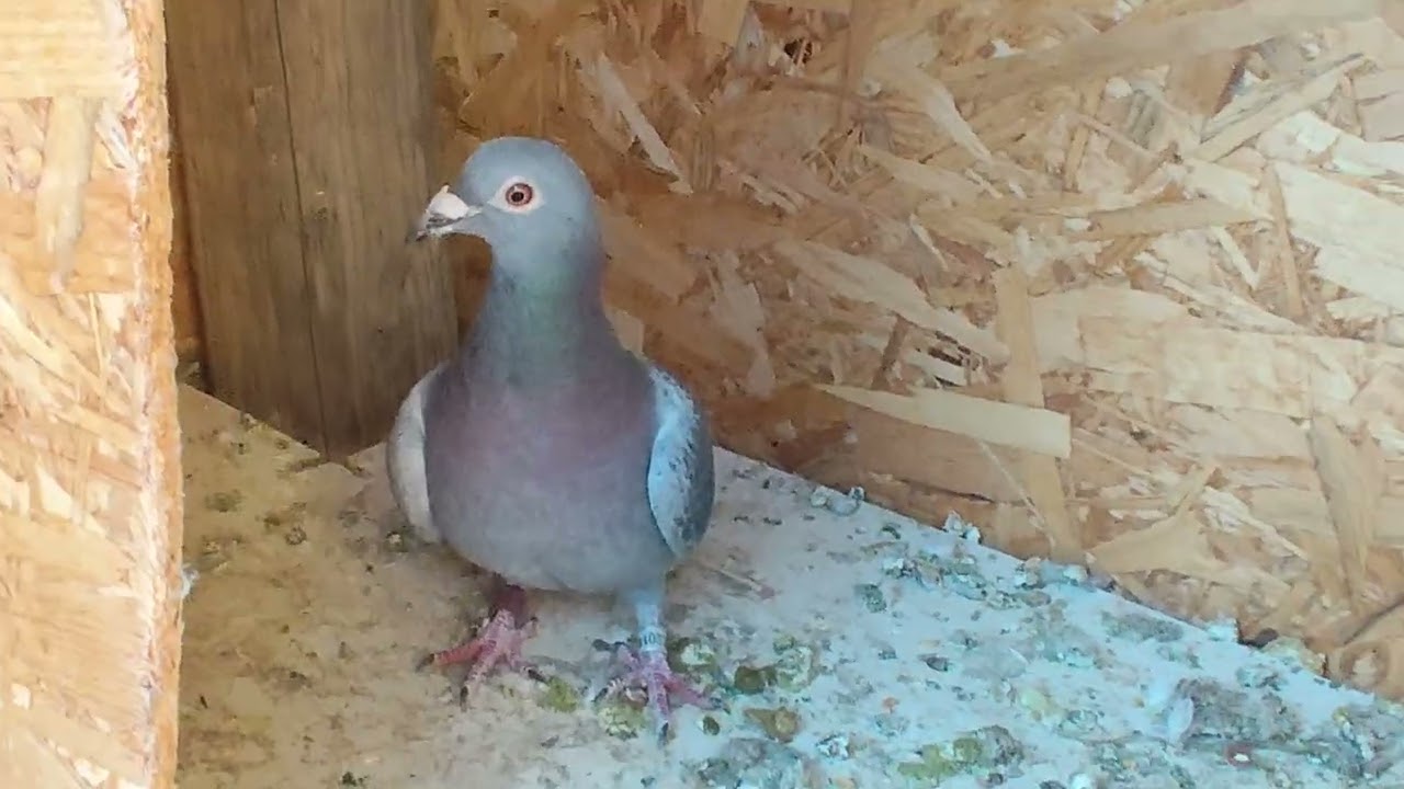 Primul video, cum stau treburile deocam dată, și ce o sa se întâmple pe viitor👍😁🕊️