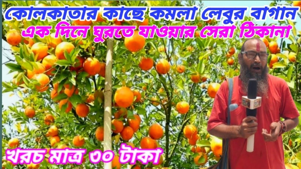 কোলকাতার কাছে কমলালেবুর বাগান ORANGE GARDEN NEAR KOLKATA
