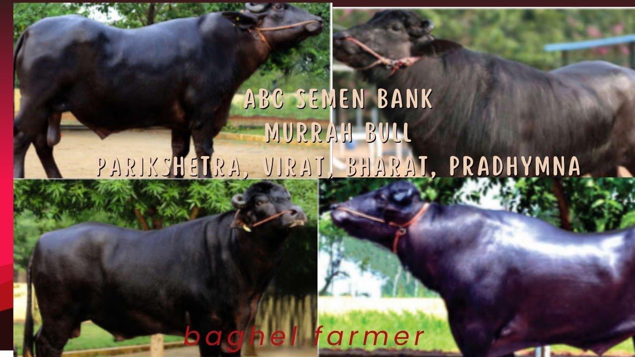 Abc Semen Bank Veeravalli #Murrah Bull parikshith,virat,bharath,pradhyumna,Full Details#baghelfarmer