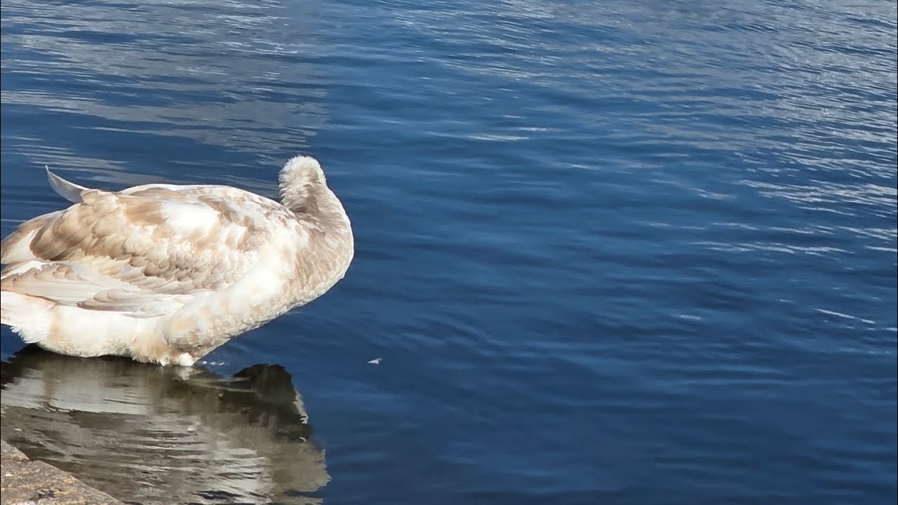 London Spring Walk | Hyde Park, Marble Arch & moree