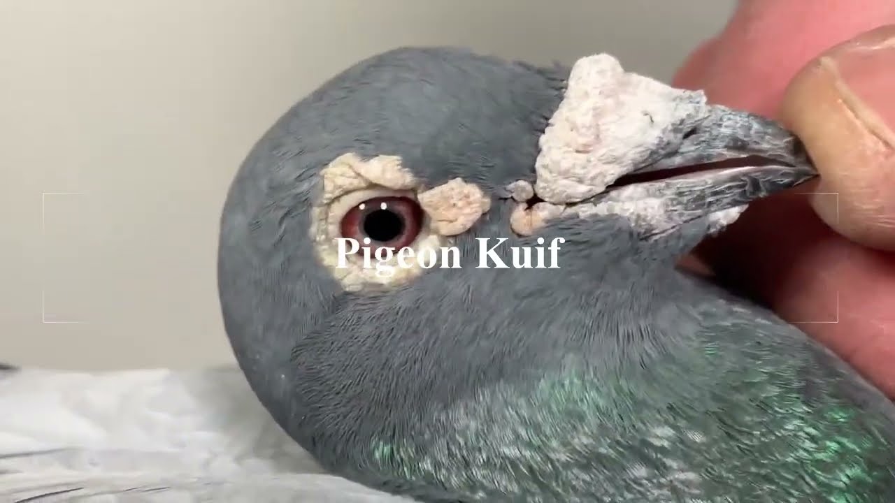 Paul Sion Pigeons - Descheemaecker Pigeon Center