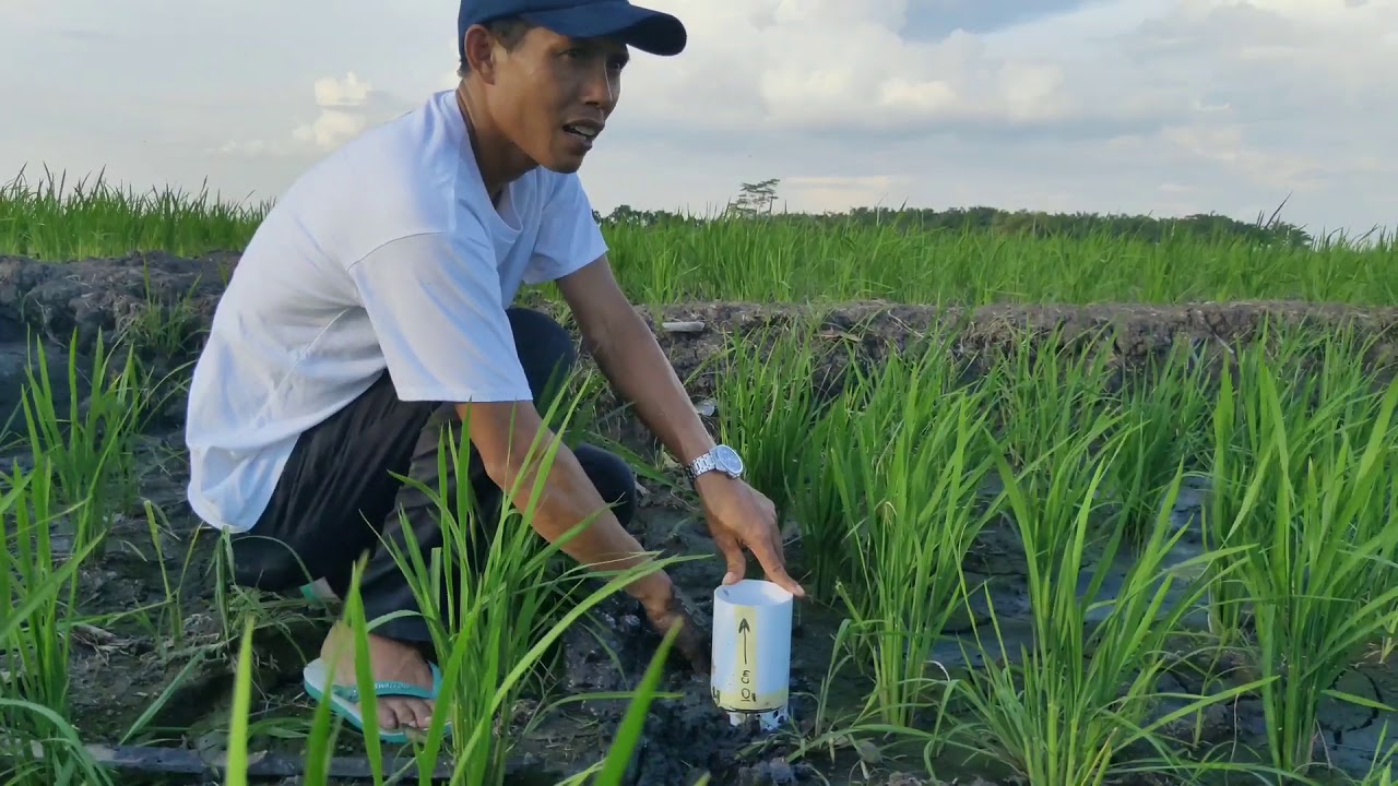 Sistem Pengairan Basah Kering