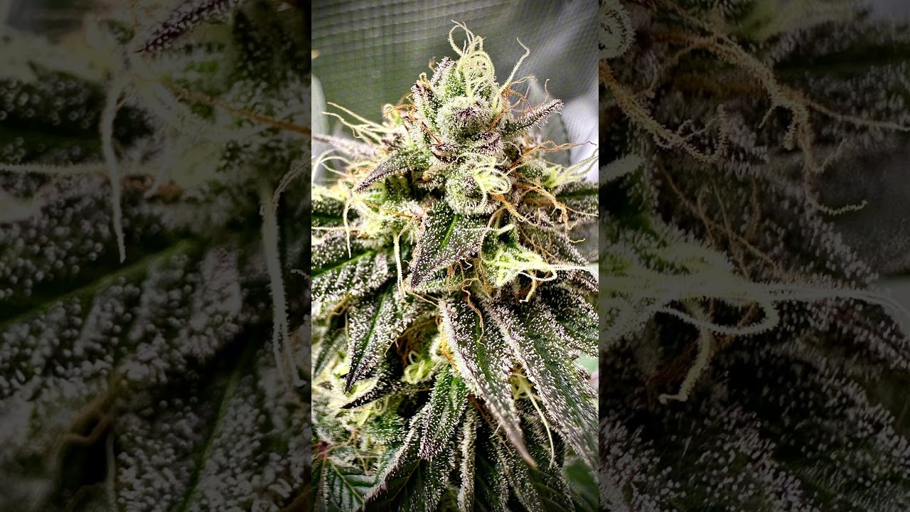 Trichome Party &ndash; Join in!  🎉🔬 #shorts #420 #macro #trichomes #weedporn #closeup #nature #frosty