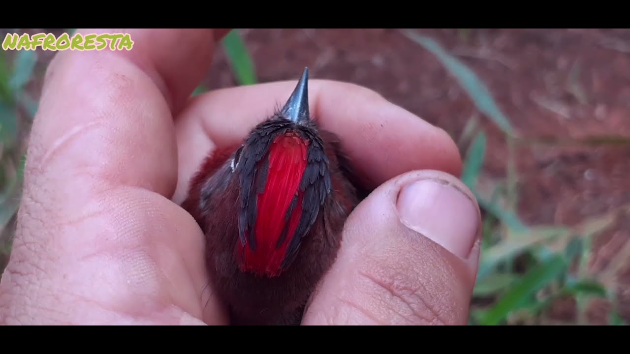 Arapuca de peneira peguei uns passarinhos