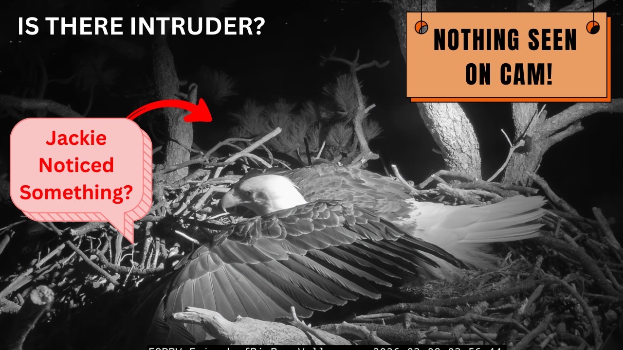 Jackie Feels Something - Covers Eggs FAST!  Big Bear Eagles 2026
