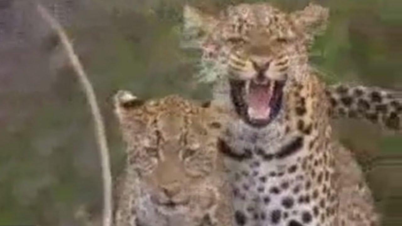 Social Behavior of Lions, Leopards and Cheetahs | BBC Studios
