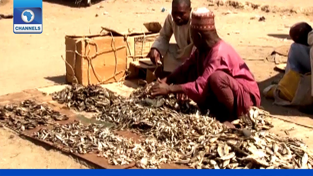 Farmers, Fishermen Lament Loss Of Livelihood To Insurgency In North East
