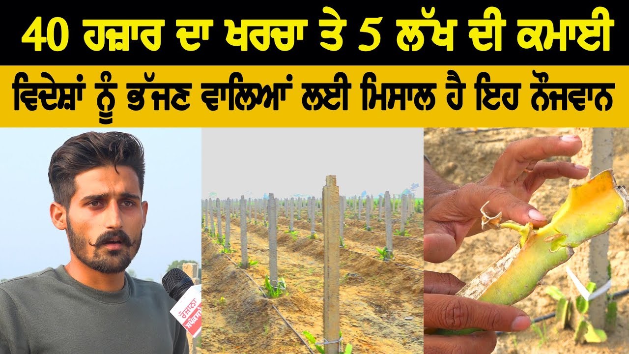ਵਿਦੇਸ਼ਾਂ ਨੂੰ ਭੱਜਣ ਵਾਲਿਆਂ ਲਈ ਮਿਸਾਲ ਹੈ ਇਹ ਨੌਜਵਾਨ , 40 ਹਜ਼ਾਰ ਦਾ ਖਰਚਾ ਤੇ 5 ਲੱਖ ਦੀ ਕਮਾਈ | Rozana Spokesman