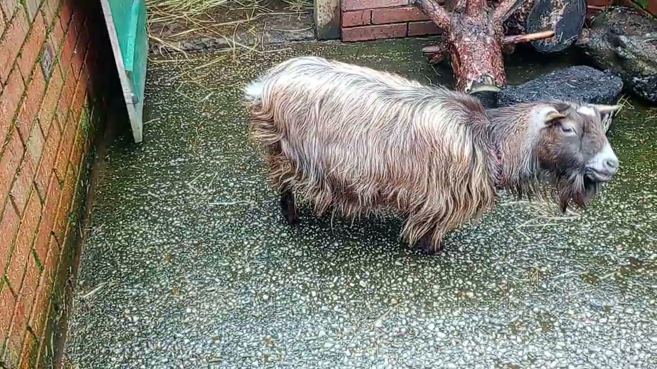 Infamous Pumpkin at Rice Lane Farm 🐐🐐🐐🐐🐐🐐🐐🐐🐐🐐🐐🐐
