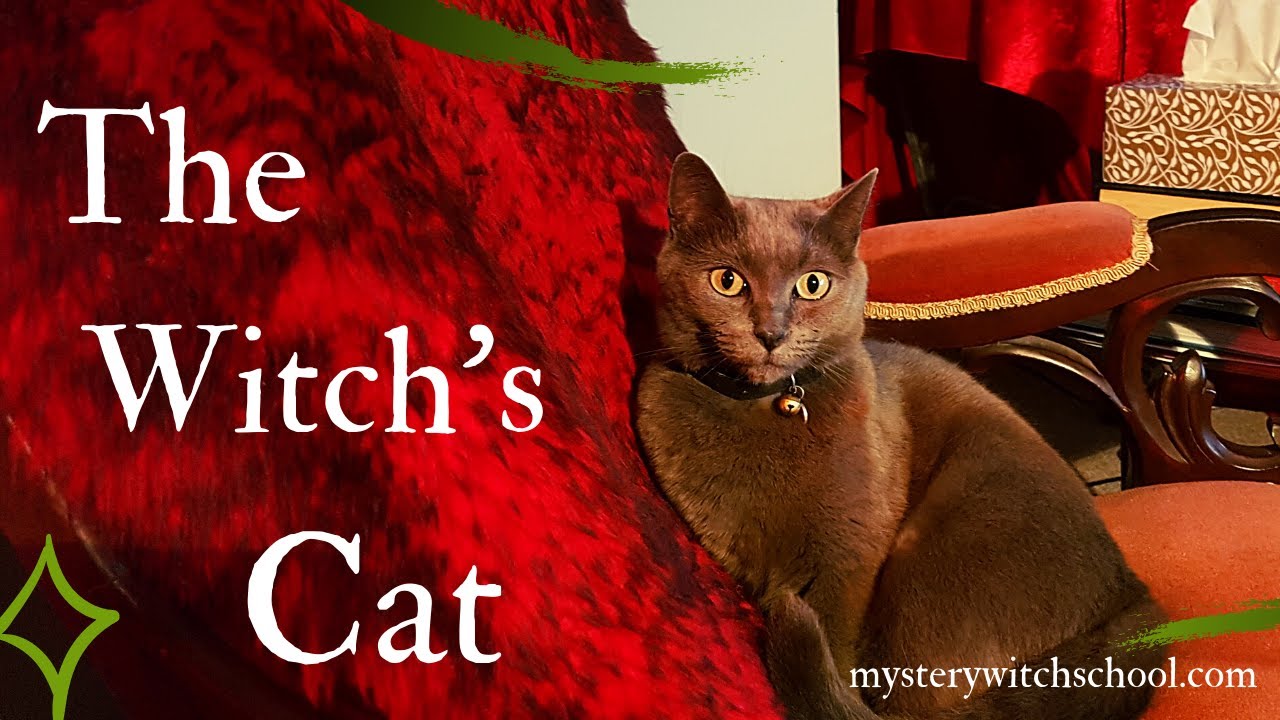 What Do Cats Have To Do With Witches?