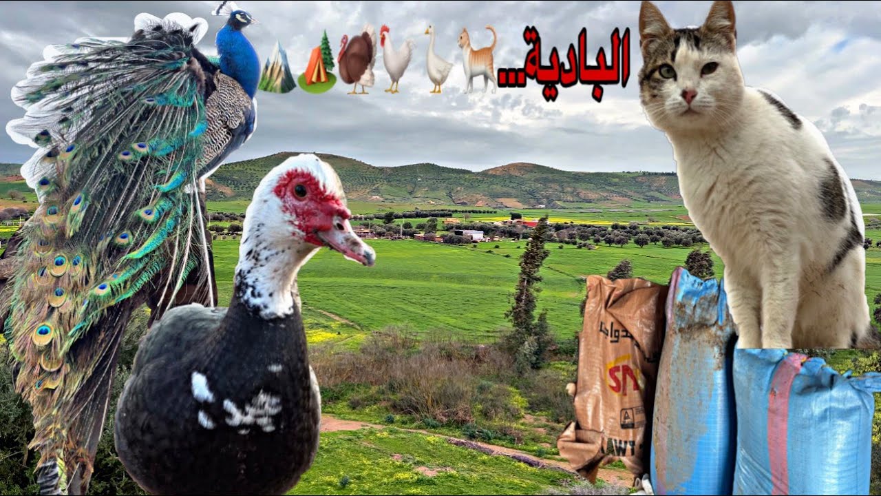 أجواء العمل في البادية تربية الدجاج و الديك الرومي و الوز البط المسكوفي و الأبقار في إنتظار الأغنام
