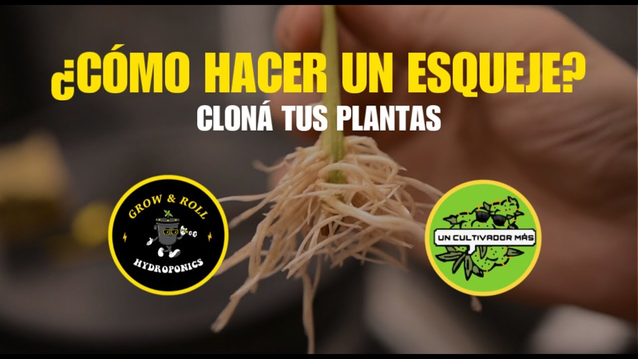 &iquest;C&oacute;mo hacer un esqueje? Como clonar tus plantas. -UN CULTIVADOR M&Aacute;S-