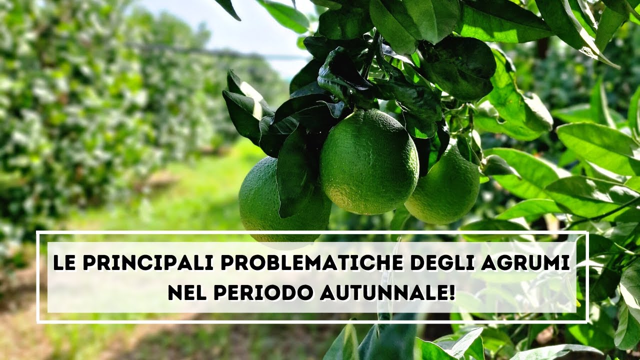 Le principali problematiche degli agrumi nel periodo autunnale