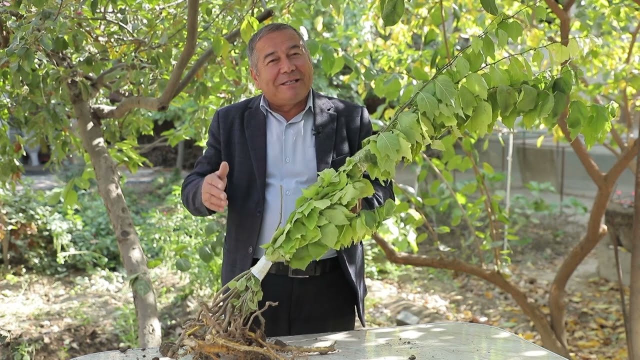 Кудрания (Клубничное дерево)
