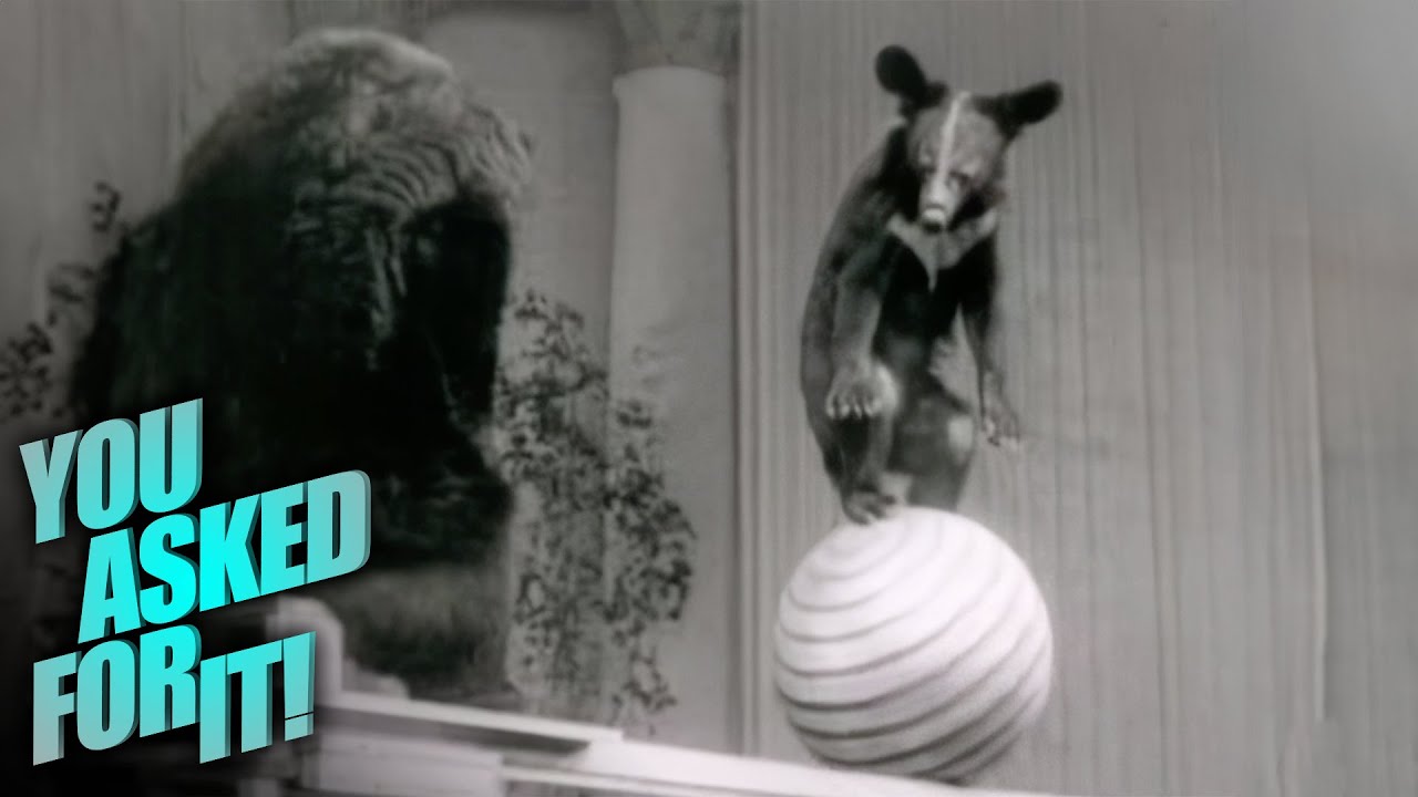 Bears Perform in Russia's Renowned Circus (1950s) | You Asked For It