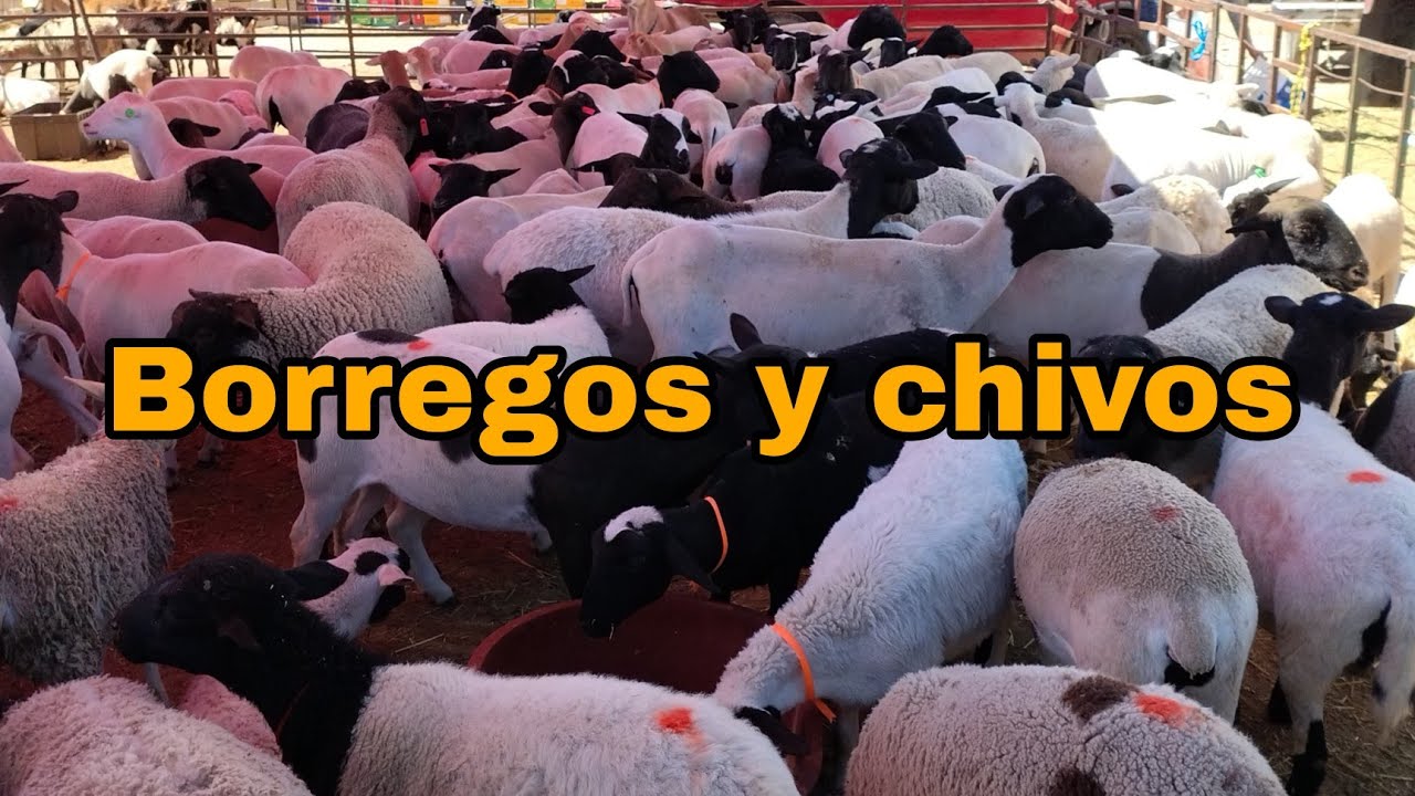 Chulos borregos // Amayuca Morelos 