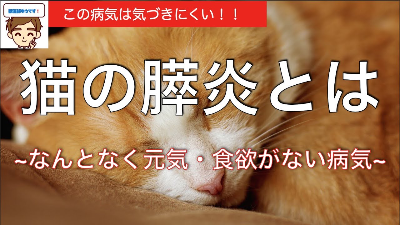 なんとなく元気・食欲がない猫の病気、猫の膵炎とは【獣医師がやさしく解説】