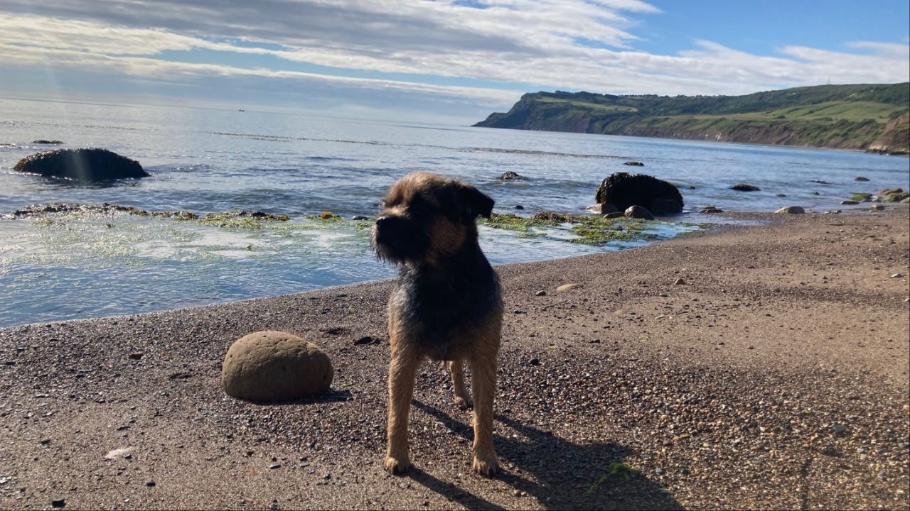 Border Terrier Gizmo goes to Robin Hood's Bay in Yorkshire  #borderterrier