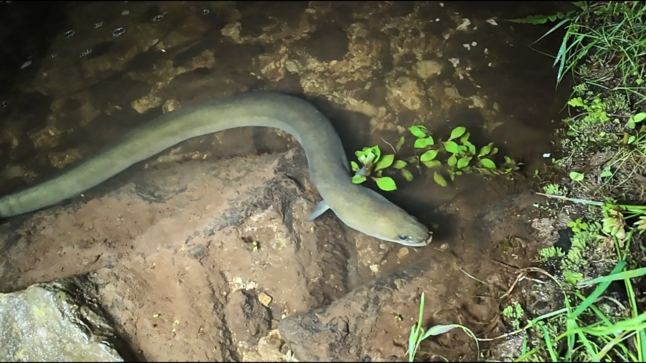 Feeding Eels 13 Feb 2026