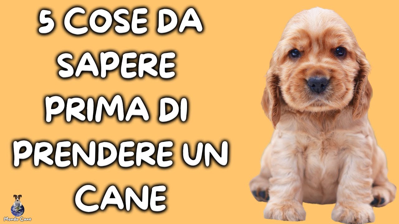 5 Cose Da Sapere Prima Di Prendere Un Cane
