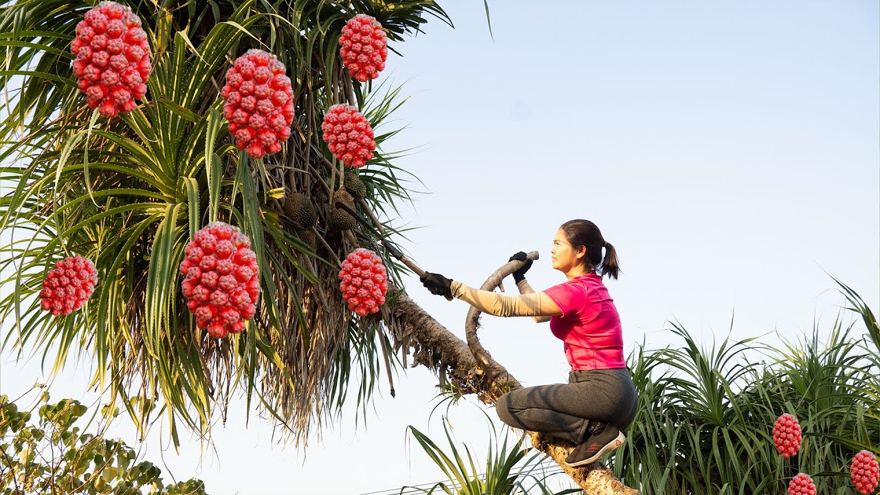 Harvesting Screw Pine Fruit & Selling at Market | Making Ocean Fruit Wine – Rural Woman Life