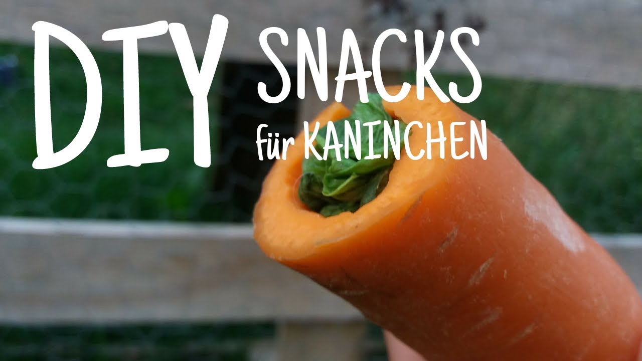 3 DIY Snacks für Kaninchen 🍎🐇 | Kaninchenstar