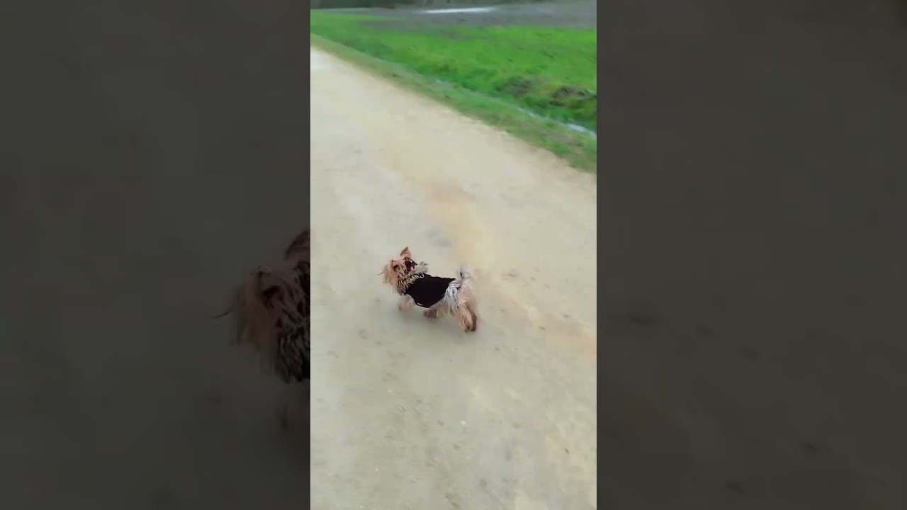 Paseo pequeño con lana y boliche