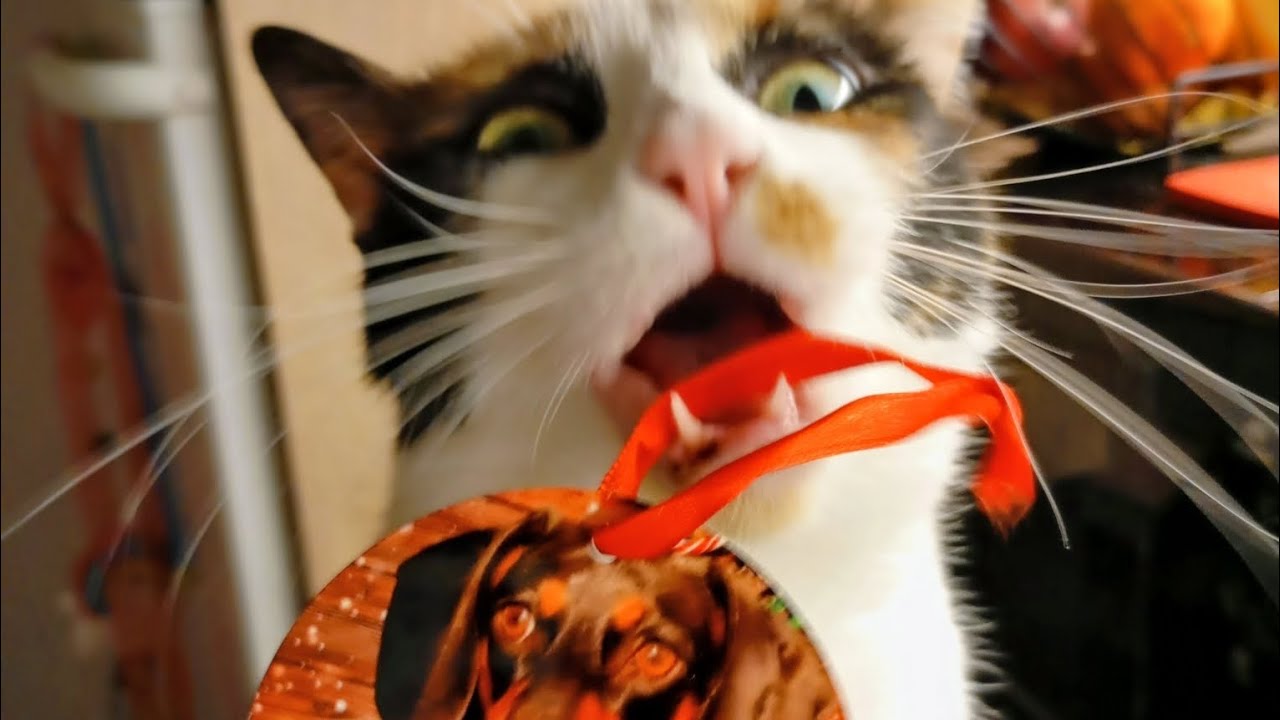 🌸Bella's mail day! Her gift from @shadowbailey565 is here! 