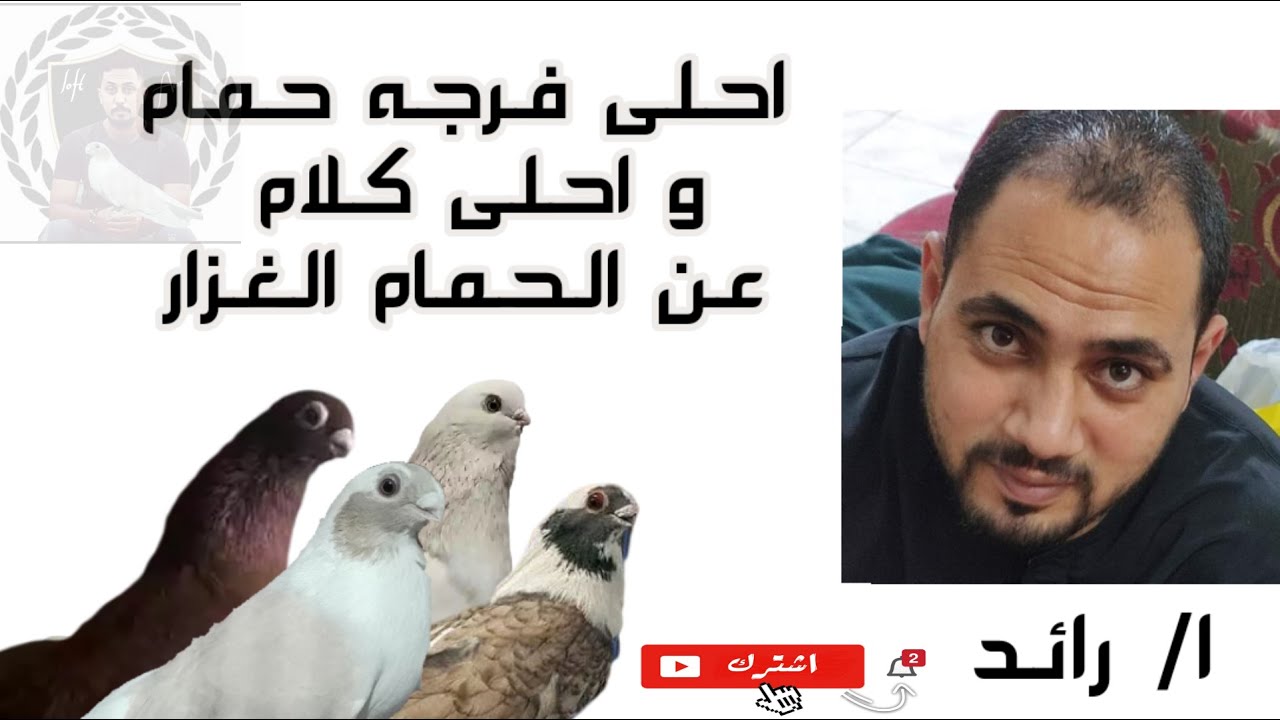 احلى فرجه حمام و احلى كلام عن الحمام#لوفت_عمرو_اشرف / الجزء الاول