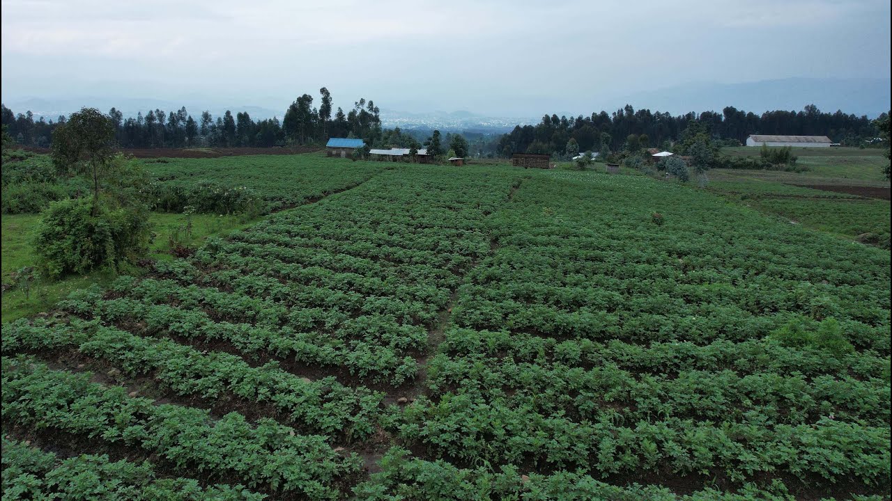 THE ULTIMATE VEGAN ADVENTURE: RWANDA
