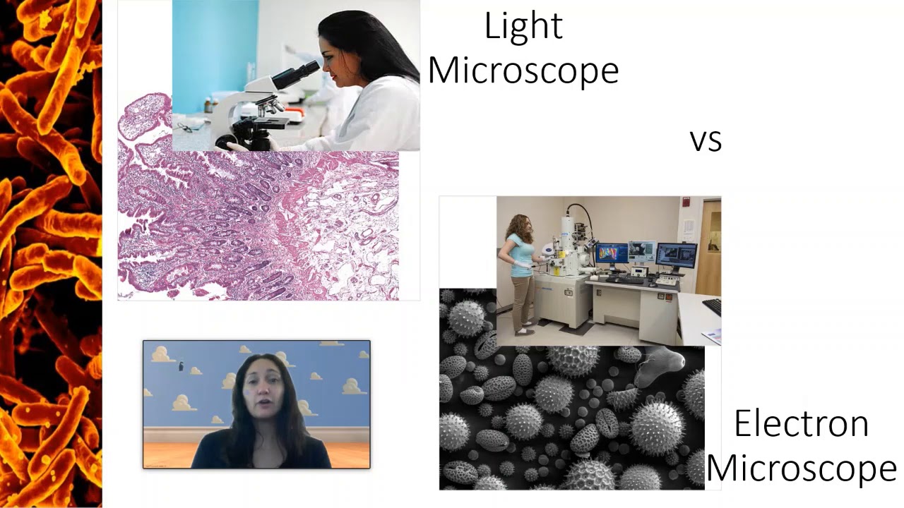 Light vs Electron Microscopes