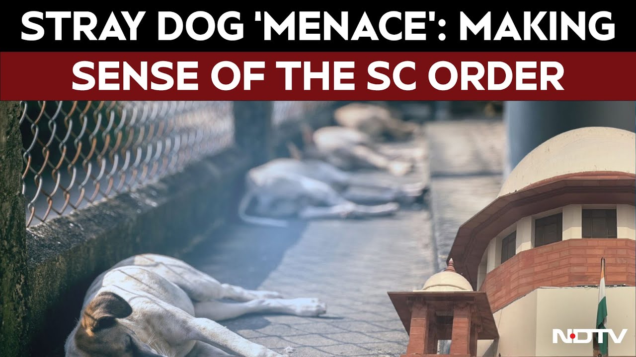 SC On Stray Dogs | Who Pays for Dog Bites? Supreme Court Hints at Liability for State and Feeders