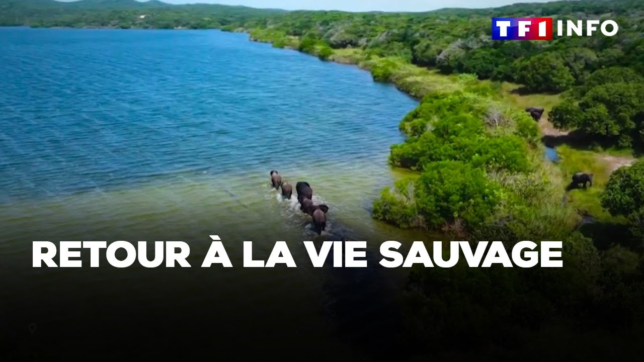 Mozambique : dans ce sanctuaire, où les hommes et les animaux tentent de se réconcilier