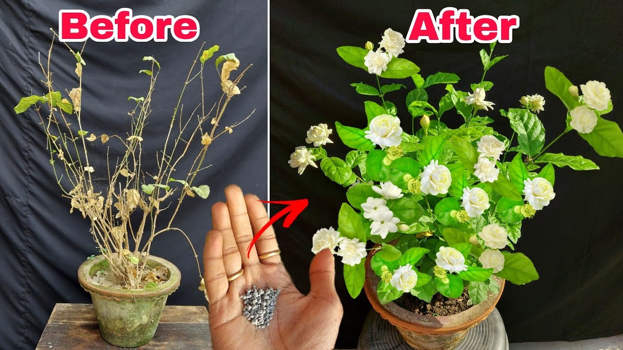 इसके आधे चम्मच से मोगरा जंगल जैसा घना हो जाएगा || Get lots of flower in a died Mogra jasmine