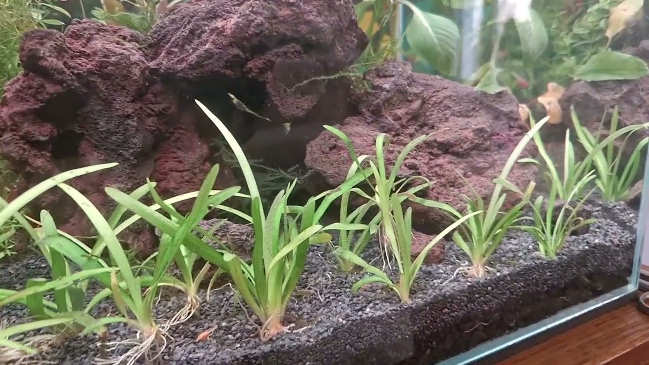 Mon aquarium naturel (low-tech) J+9
