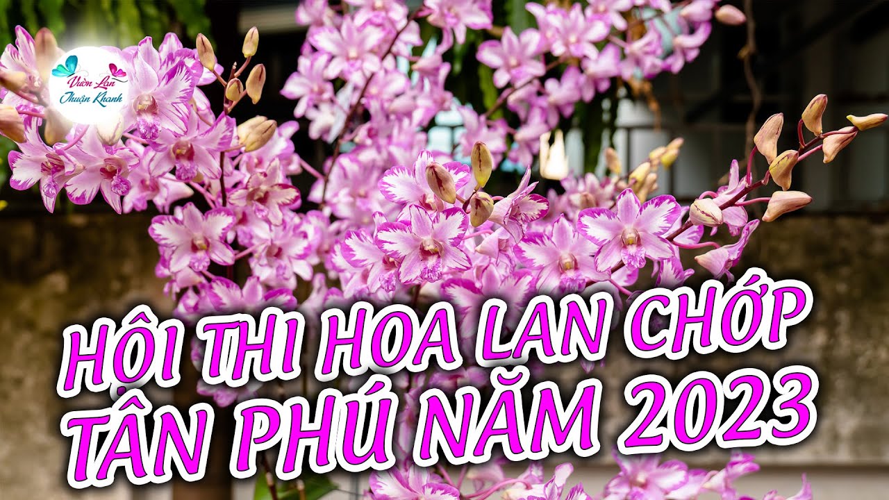 HỘI THI HOA LAN DENDRO CHỚP QUẬN TÂN PHÚ LẦN 1 NĂM 2023
