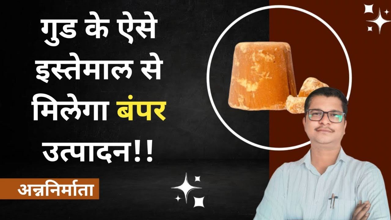 गुड से बंपर उत्पादण पाने का तरीका।kheti me gud ka upayog