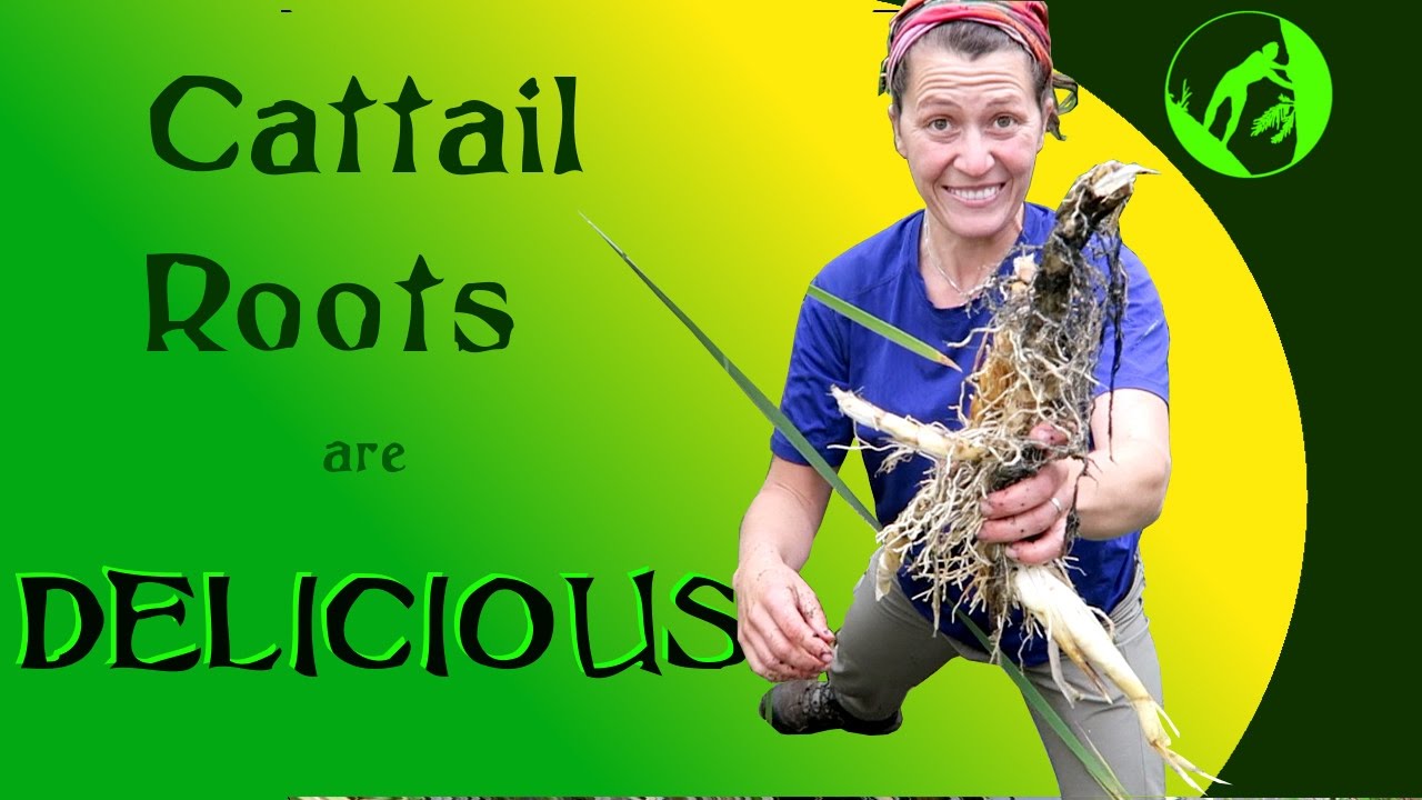 How to Cook Delicious Cattail Roots