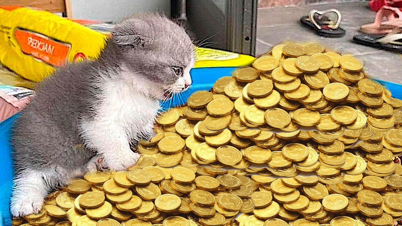 New Funniest Cats And Dogs Videos 😁 Best Of The 2023 Funny Animal Videos 😁 - Cutest Animals Ever