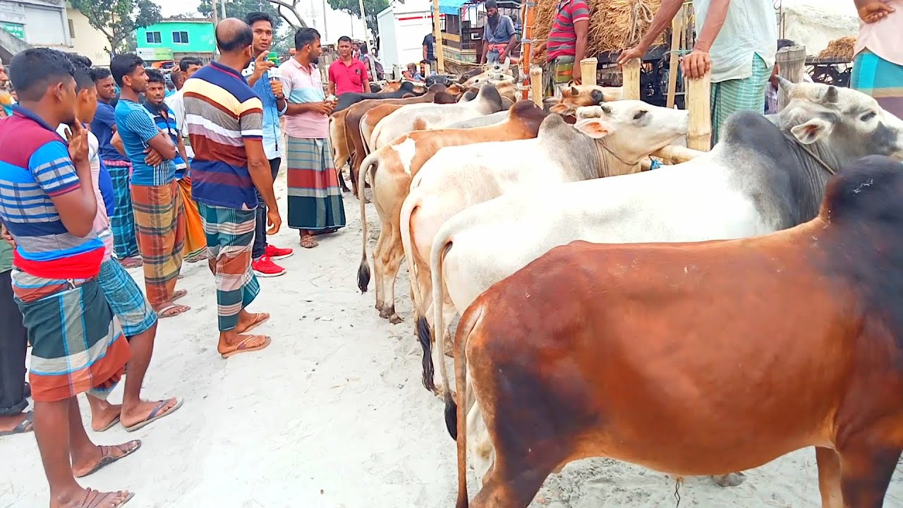 খুলনা জেলার পাইকগাছা থানায় অবস্থিত চাঁদখালী পশুহাট থেকে খামার উপযোগী ষাঁড় গরুর দর দাম জানুন।
