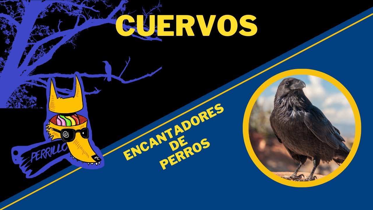 Cuervos: Cultura, sabidur&iacute;a y mucha jachud&eacute;z | Ep 2 | CULTURA COLMILLUDA