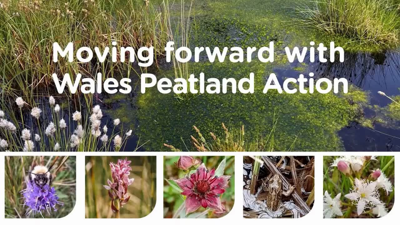 Wales Peatland Action plan 2025-2030