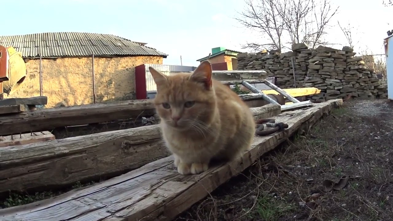 ЖИВЕМ В ДЕРЕВНЕ!! ПЕРЕБРАЛ И ЗАНЕС ЛУК!! ПОГОДА МЕНЯЕТСЯ В ОДНОЧАСЬЕ!!