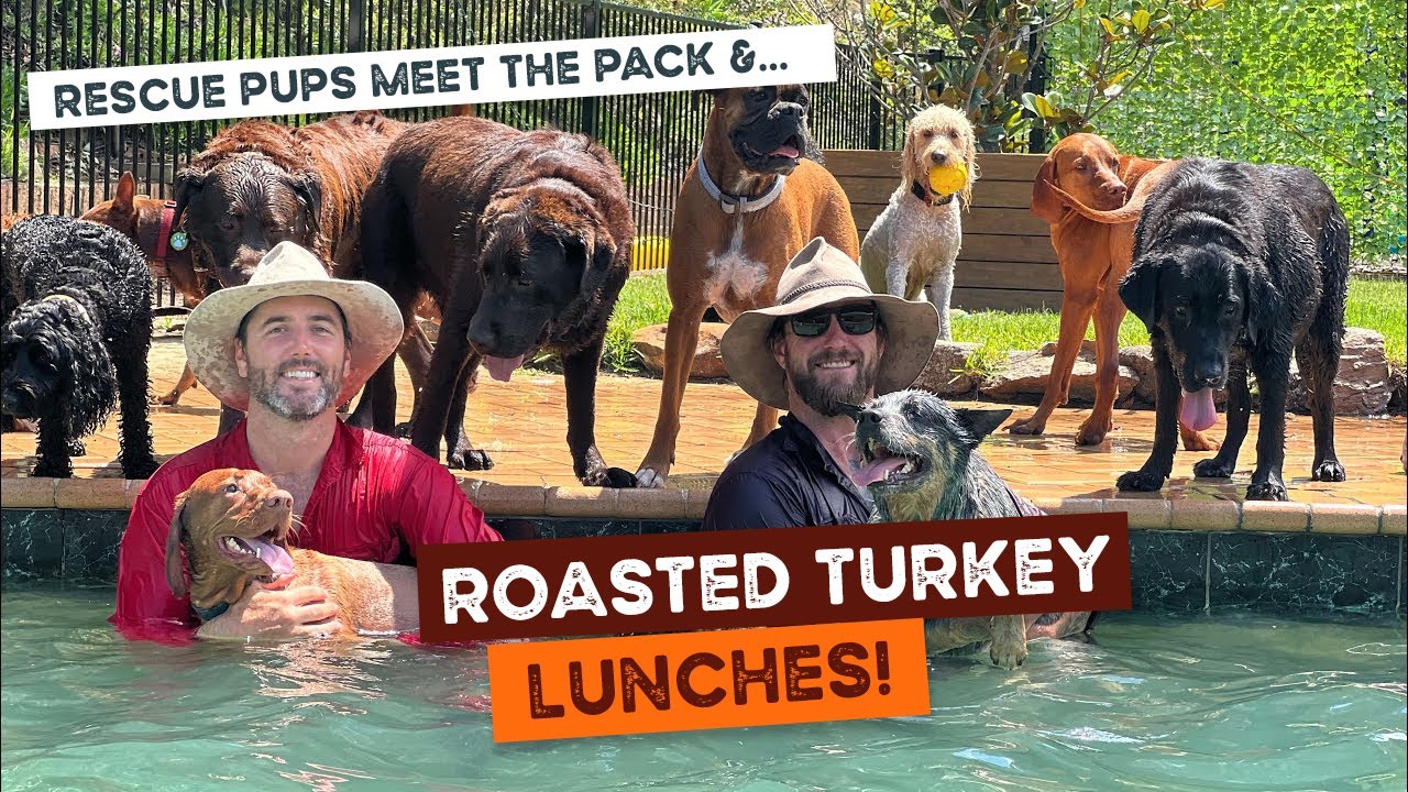 Rescue puppies meet the day care pack, baked turkey for lunch and happy birthday Bodhi