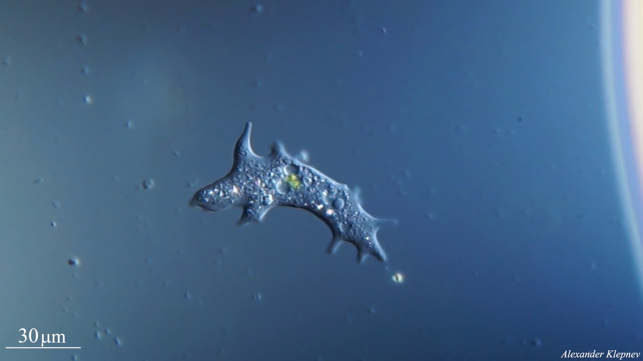 Amoeba movement