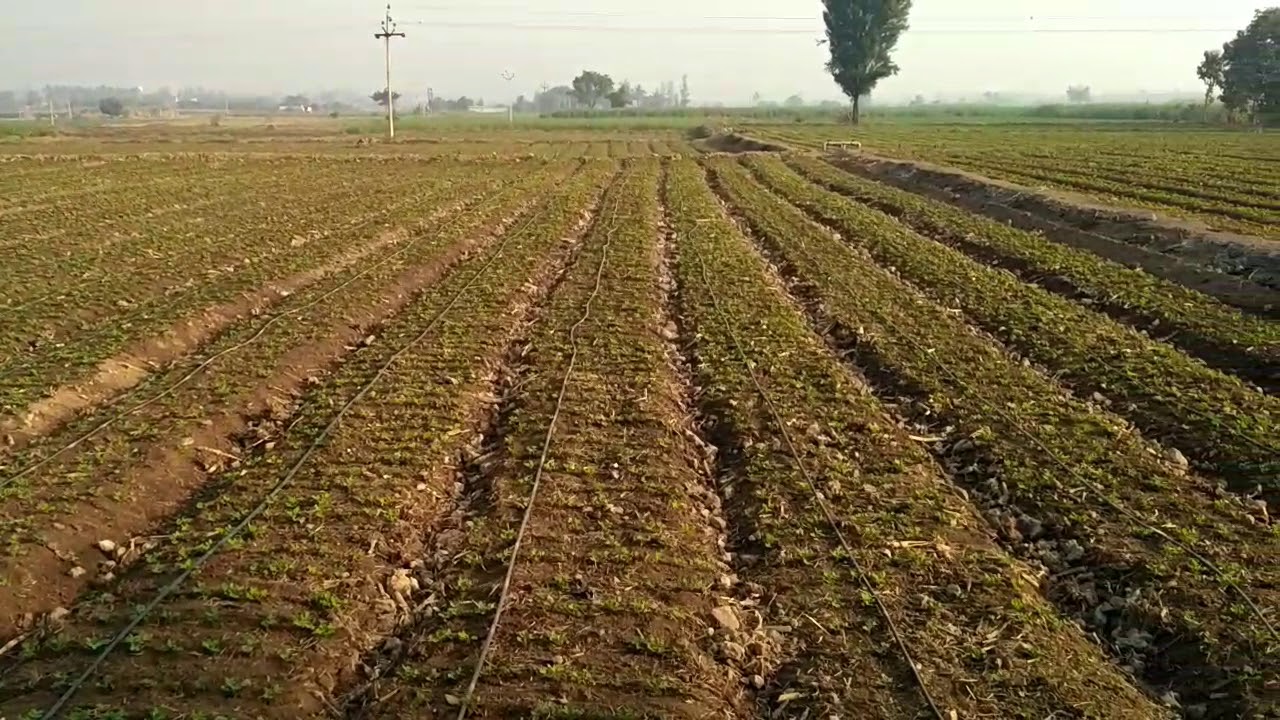 Groundnut cultivation on drip irrigation Rajuri Tal phaltan Dist Satara