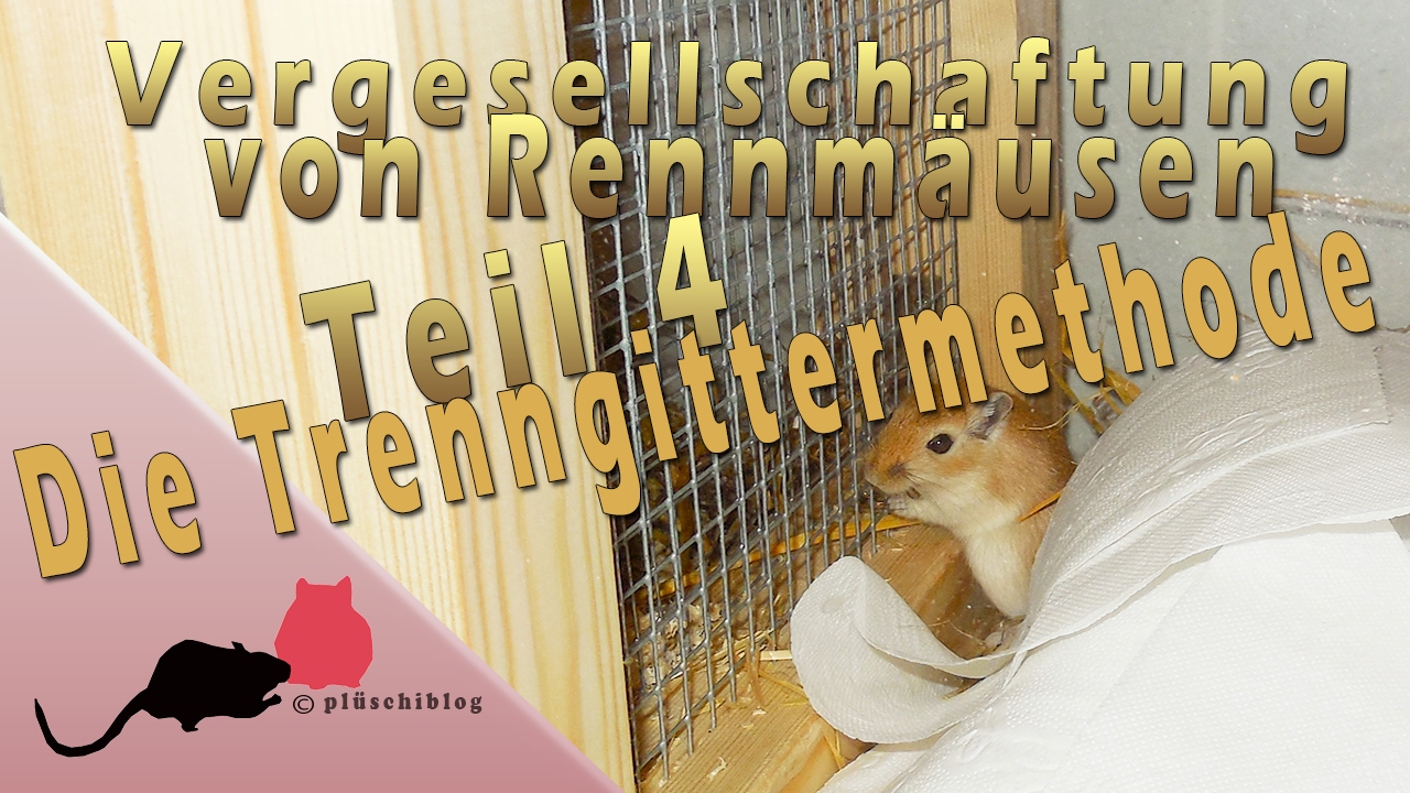 Vergesellschaftung von Rennmäusen || Teil 4 || Die Trenngittermethode