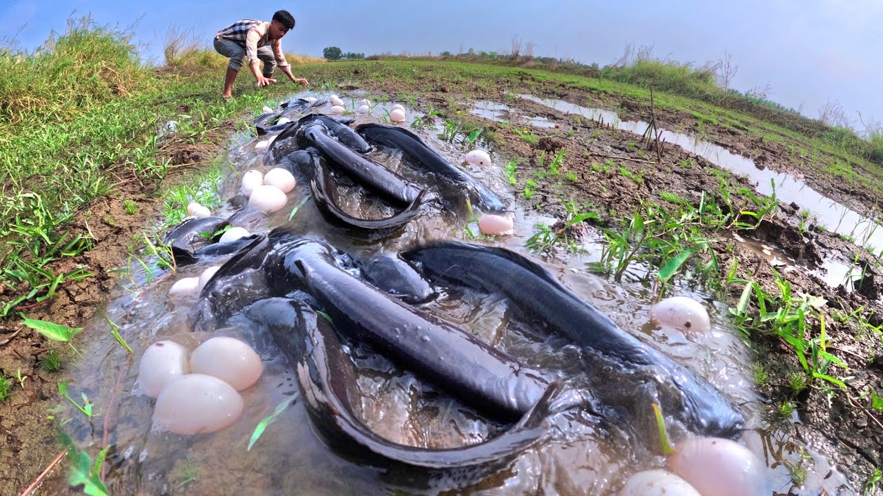 Amazing video skills, catch a lot of fish in water and pick duck eggs by hand skills