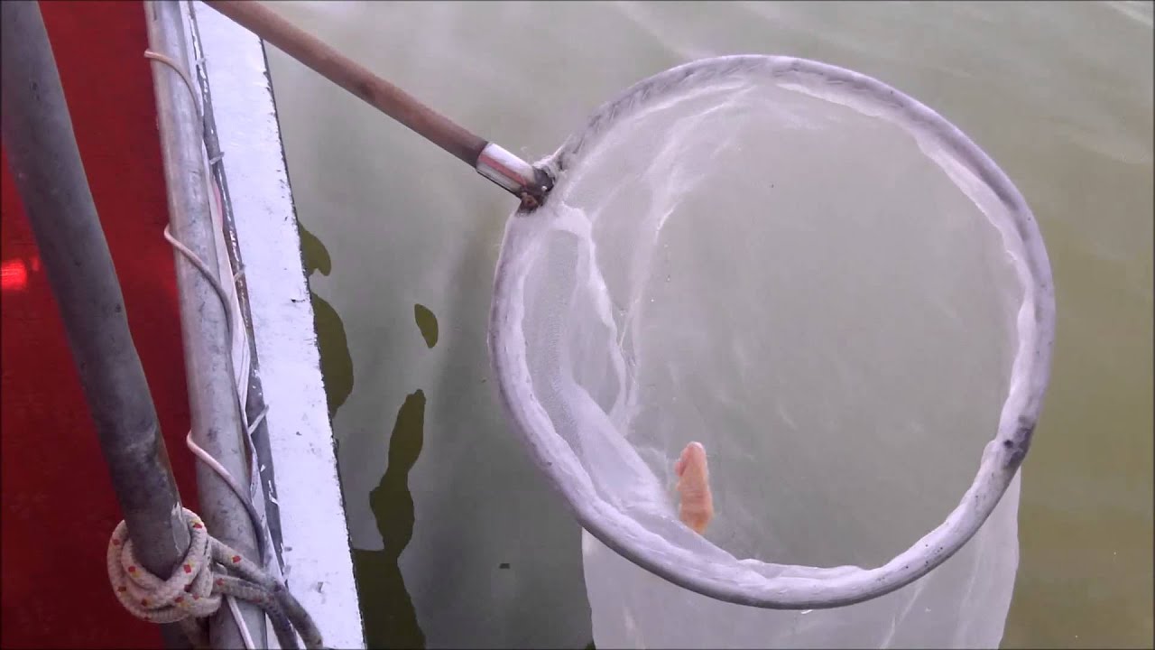 Ловля голубого краба, Дальян, Турция / Blue crab fishing (Full HD)
